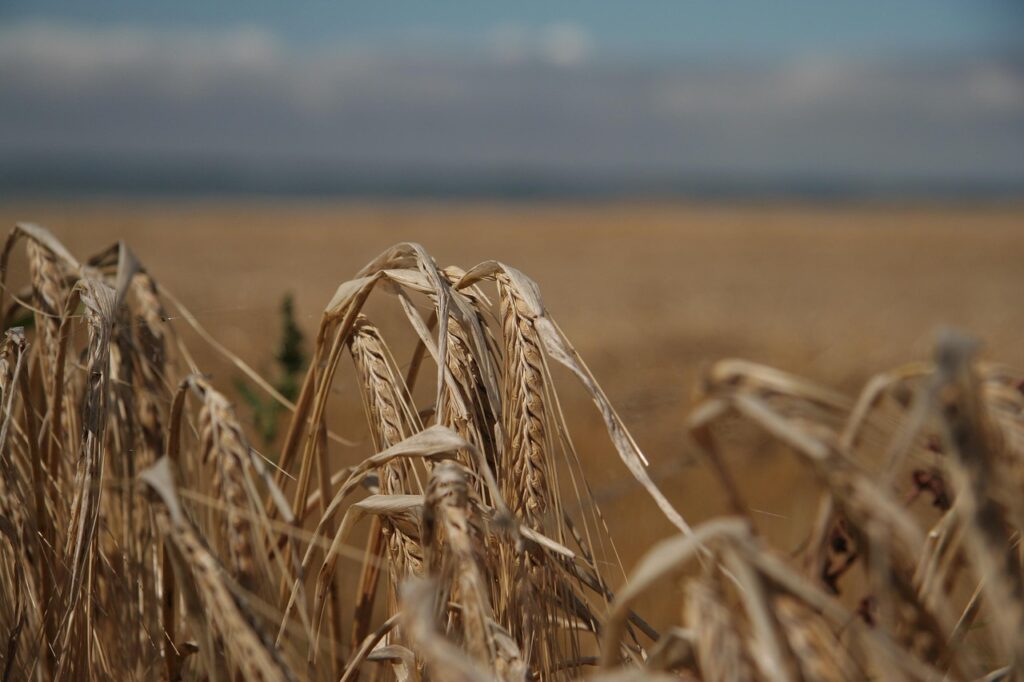 feld, weizen, acker, bauer, landwirtschaft, korn, wachsen, organisch, gerste, kornfeld, landschaft, wachstum, sommer, ähren, agrar, getreide, ernte, gesundheit, samen, stengel, brot, agrar, agrar, agrar, agrar, gesundheit, gesundheit, gesundheit, gesundheit, gesundheit